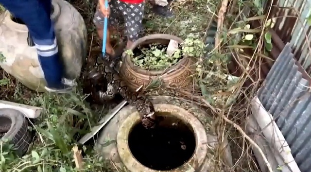 Nghe tiếng kêu trong vườn, người phụ nữ ra xem thì sốc nặng- Ảnh 1. Nghe tiếng kêu trong vườn, người phụ nữ ra xem thì sốc nặng- Ảnh 1.
