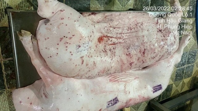 Yêu cầu làm rõ ai là người đóng dấu kiểm dịch cho lợn bệnh tại C.P. Việt Nam- Ảnh 2.