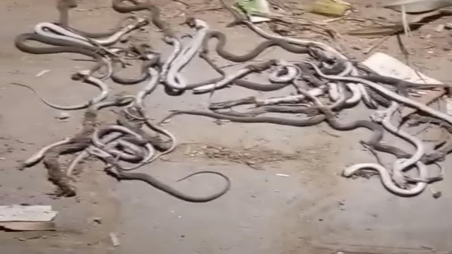 Người đàn ông sốc nặng khi thấy hàng trăm con rắn bò vào sân nhà- Ảnh 1.