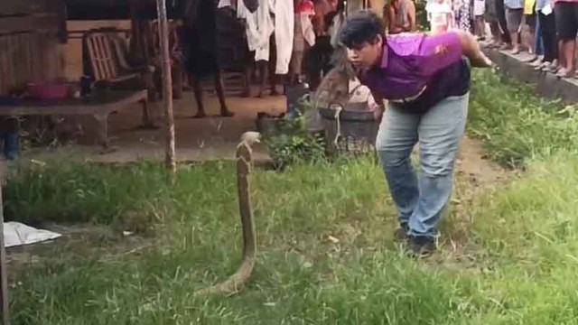 Người đàn ông tay không bắt rắn cực độc, dân làng thấy cảnh tượng đáng sợ- Ảnh 1. Người đàn ông tay không bắt rắn cực độc, dân làng thấy cảnh tượng đáng sợ- Ảnh 1.