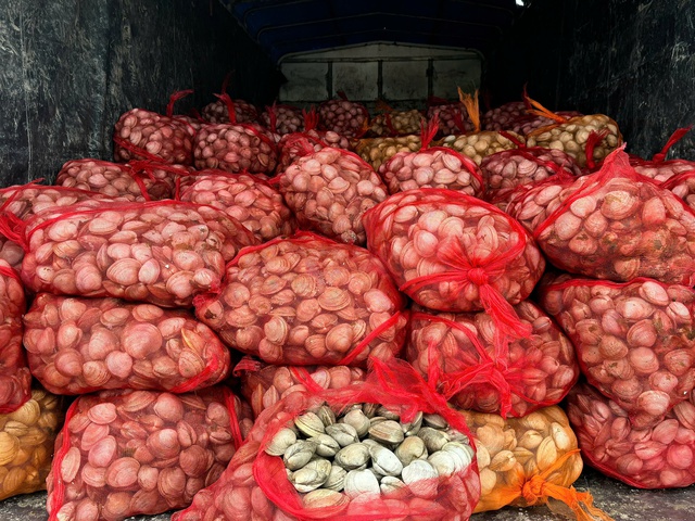 Thu giữ và tiêu hủy gần 17 tấn ngao, hàu từ Móng Cái vào nội địa tiêu thụ- Ảnh 1. Thu giữ và tiêu hủy gần 17 tấn ngao, hàu từ Móng Cái vào nội địa tiêu thụ- Ảnh 1.