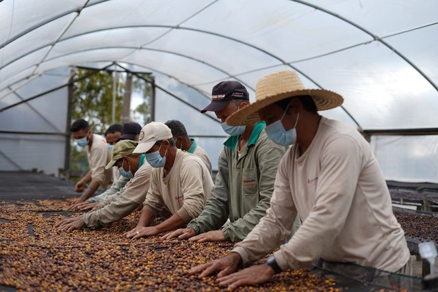 Loài chim quý hiếm thải ra thứ "quý như vàng", giá 40 triệu đồng/kg- Ảnh 4. Loài chim quý hiếm thải ra thứ "quý như vàng", giá 40 triệu đồng/kg- Ảnh 4.