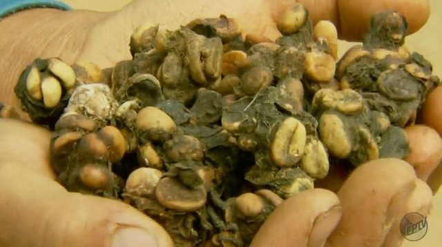 Loài chim quý hiếm thải ra thứ "quý như vàng", giá 40 triệu đồng/kg- Ảnh 3. Loài chim quý hiếm thải ra thứ "quý như vàng", giá 40 triệu đồng/kg- Ảnh 3.