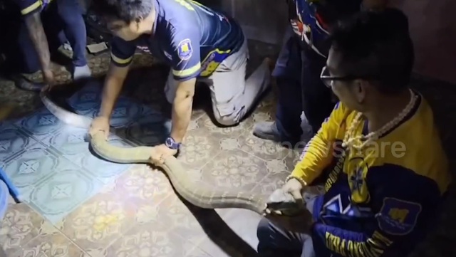 Người đàn ông dùng tay không bắt rắn hổ mang chúa dài 3,7 mét- Ảnh 1. Người đàn ông dùng tay không bắt rắn hổ mang chúa dài 3,7 mét- Ảnh 1.