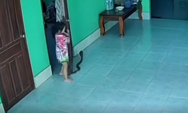 Giẫm trúng đuôi con rắn khi vừa mở cửa phòng, bé gái hoảng sợ la hét- Ảnh 1. Giẫm trúng đuôi con rắn khi vừa mở cửa phòng, bé gái hoảng sợ la hét- Ảnh 1.