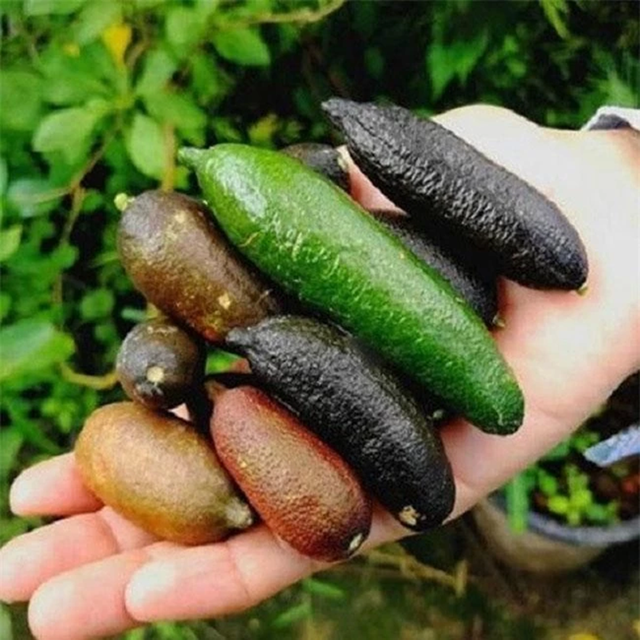 Loại quả bé như ngón tay "đắt nhất thế giới", giá lên tới 3 triệu đồng/kg- Ảnh 1. Loại quả bé như ngón tay "đắt nhất thế giới", giá lên tới 3 triệu đồng/kg- Ảnh 1.