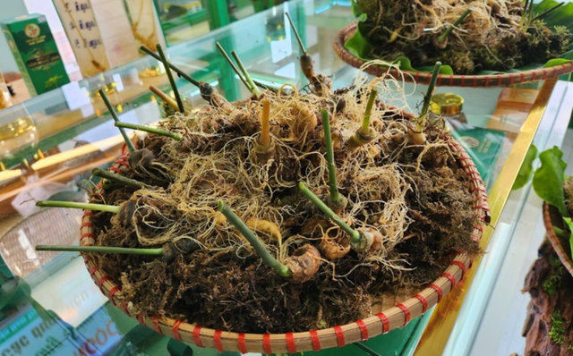 Quảng Nam muốn khẳng định thương hiệu Sâm Ngọc Linh trên bản đồ dược liệu thế giới- Ảnh 2. Quảng Nam muốn khẳng định thương hiệu Sâm Ngọc Linh trên bản đồ dược liệu thế giới- Ảnh 2.