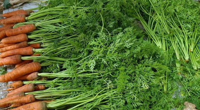 Loại cây quen thuộc người Việt chỉ ăn củ, không ngờ lá cũng là "kho báu"- Ảnh 3. Loại cây quen thuộc người Việt chỉ ăn củ, không ngờ lá cũng là "kho báu"- Ảnh 3.