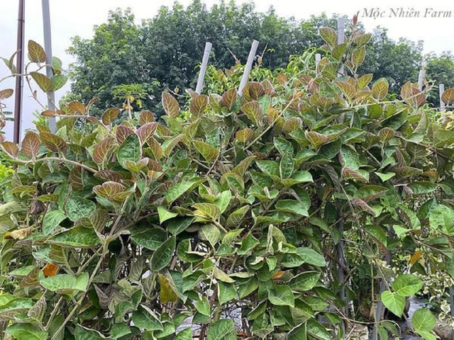 2 loại rau ít "ngậm" thuốc trừ sâu nhất chợ, nhất là cái số 1 ở quê rất nhiều- Ảnh 1. 2 loại rau ít "ngậm" thuốc trừ sâu nhất chợ, nhất là cái số 1 ở quê rất nhiều- Ảnh 1.
