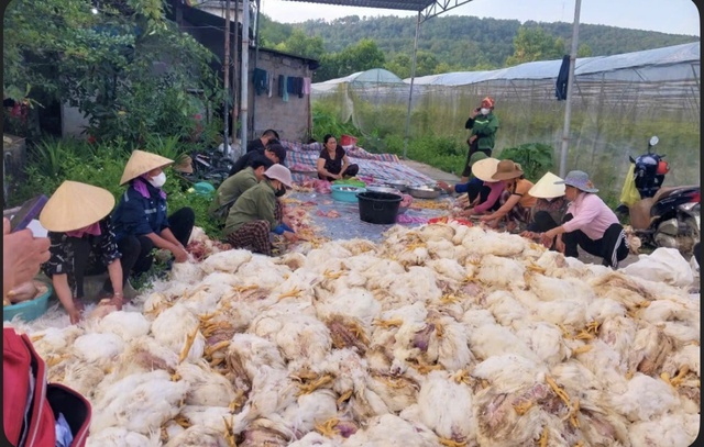 Người dân đến hỗ trợ, giải cứu chủ trại có hơn 10.000 con gà chết ngạt- Ảnh 3.