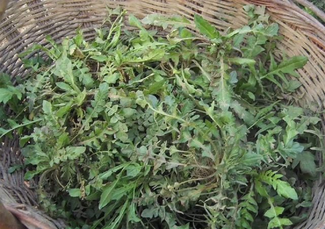 Ăn 1 mớ rau này tốt ngang thịt bò, ở quê mọc um tumg như cỏ dại - Ảnh 1.