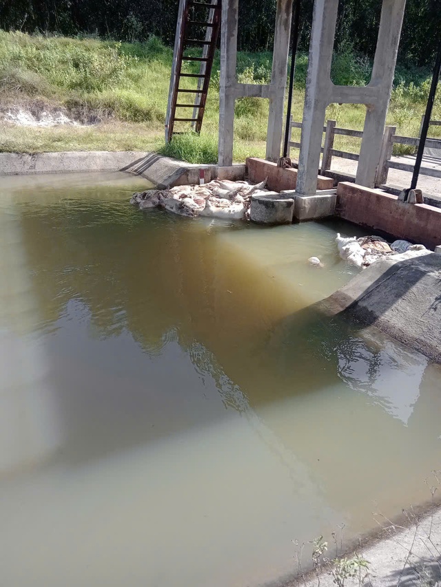 Gia Lai:Thu gom xác heo chết, khoanh vùng dập dịch tả heo châu Phi- Ảnh 1.