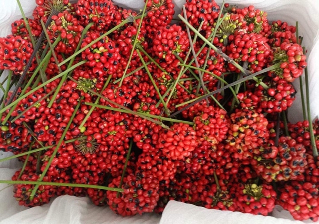 Loại hạt đắt đỏ bậc nhất thế giới, giá 240 triệu đồng/kg, chỉ duy nhất Việt Nam mới có - Ảnh 4.
