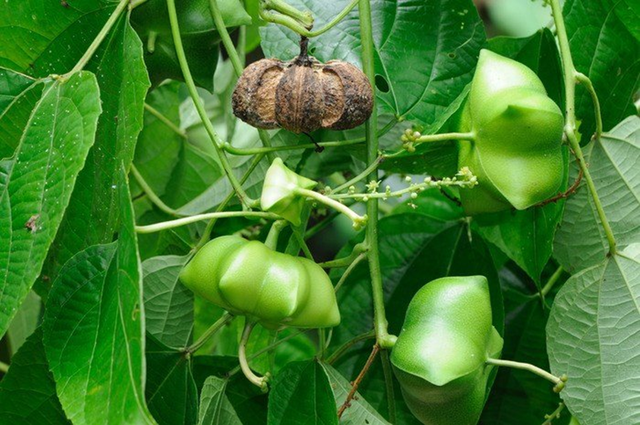 Loại hạt đắt đỏ bậc nhất thế giới, không ngờ có đầy ở Việt Nam - Ảnh 1.