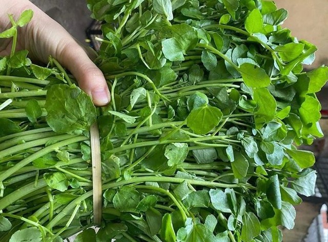 Loại rau tốt nhất thế giới, ở chợ Việt vừa nhiều vừa rẻ- Ảnh 3. Loại rau tốt nhất thế giới, ở chợ Việt vừa nhiều vừa rẻ- Ảnh 3.