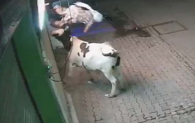 Bò bất ngờ nổi điên, húc người phụ nữ văng lên không trung - Ảnh 1.