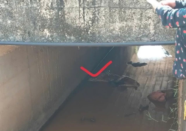 Nghệ An: Quyết liệt ngăn chặn tình trạng vứt xác lợn nhiễm dịch ra sông - Ảnh 2.