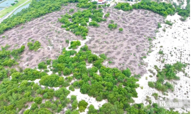 Vụ gần 2,6ha rừng phòng hộ ven biển bị đốn hạ ở Huế: Có dấu hiệu hình sự- Ảnh 1. Vụ gần 2,6ha rừng phòng hộ ven biển bị đốn hạ ở Huế: Có dấu hiệu hình sự- Ảnh 1.