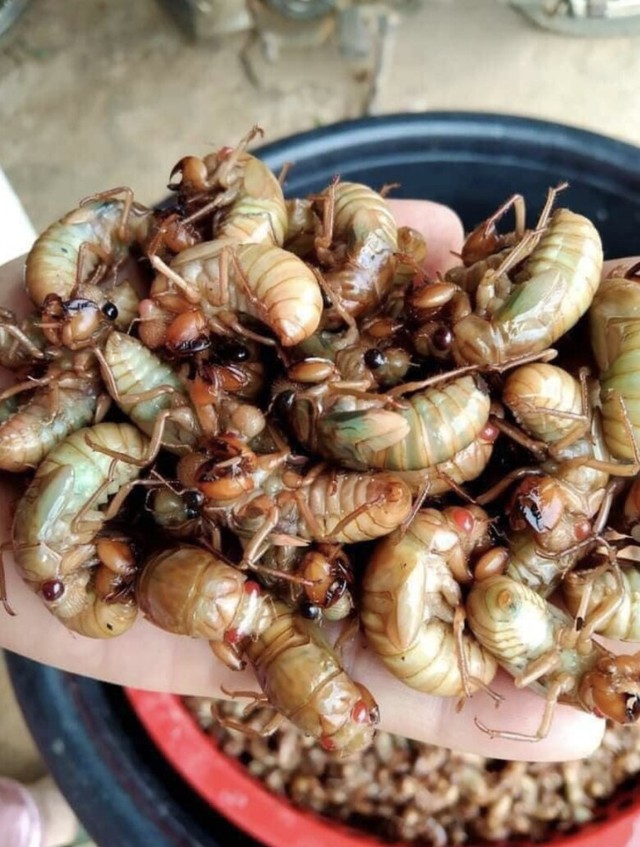 Thứ "đáng sợ" xưa hiếm người ăn nay thành đặc sản đắt đỏ dân phố thích mê, 600.000 đồng/kg - Ảnh 1.