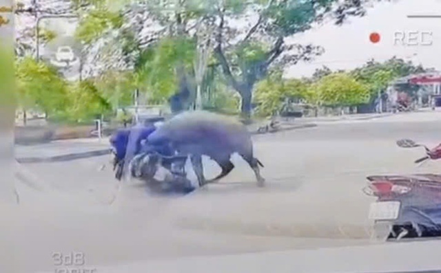 Trâu "điên" húc gãy sườn người đi đường và trách nhiệm pháp lý của chủ trâu - Ảnh 1.
