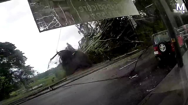 Cây đa khổng lồ bất ngờ đổ, đè trúng ô tô - Ảnh 1. Cây đa khổng lồ bất ngờ đổ, đè trúng ô tô - Ảnh 1.