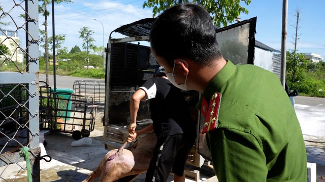 Ngăn chặn vụ thu gom lợn chết vì dịch, chuẩn bị đưa vào Nam làm lạp xưởng - Ảnh 1.