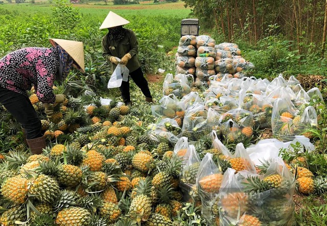 “Muốn xuất khẩu tốt, phải minh bạch chuỗi giá trị” - Ảnh 3.