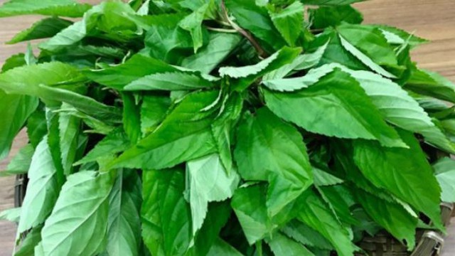 Loại rau ít ngậm hóa chất người Nhật "thích mê", ở chợ Việt giá rẻ bèo - Ảnh 2.