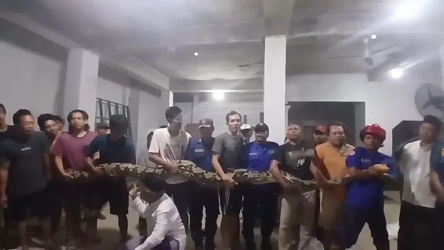 Bắt được con trăn khổng lồ nặng 100kg ẩn nấp trong mái nhà dân - Ảnh 1.