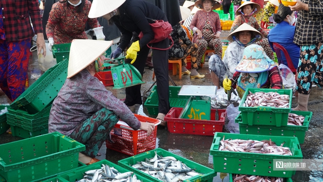 Cảng cá ở Lâm Đồng nhộn nhịp mùa biển mới- Ảnh 2.