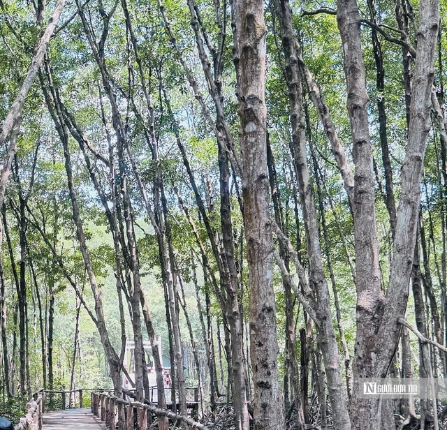 “Lá phổi xanh” Cần Giờ, Côn Đảo - nơi khởi đầu cho chiến lược giao thông bền vững Tp.HCM- Ảnh 16.