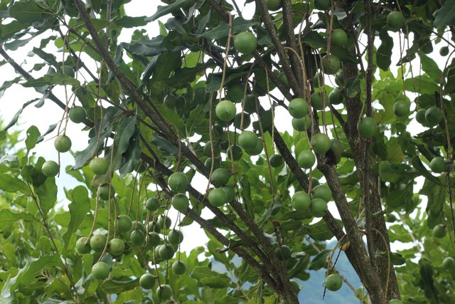 Loại hạt đắt đỏ bậc nhất thế giới, ở Việt Nam trồng bạt ngàn- Ảnh 1.