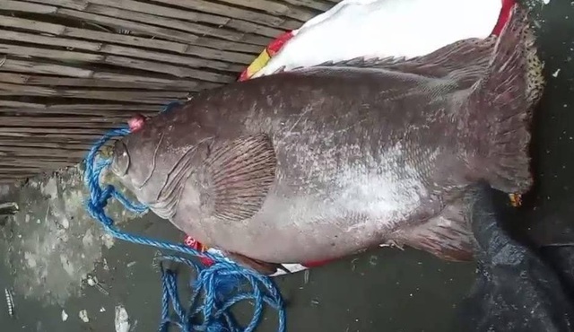 Ngư dân bắt được con cá mú khổng lồ nặng 84kg - Ảnh 1.