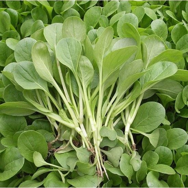 2 loại rau dễ "ngậm" thuốc trừ sâu, cái số 1 nhiều người mê tít - Ảnh 2.