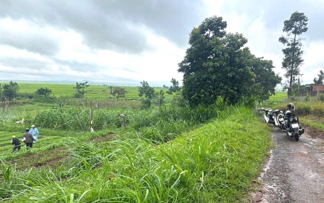 Cây đổ đè chết một phụ nữ đang làm ruộng - Ảnh 1.