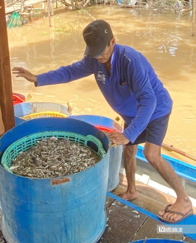 Chờ mùa nước nổi, nét độc đáo của vùng sông nước miền Tây Nam Bộ- Ảnh 2.