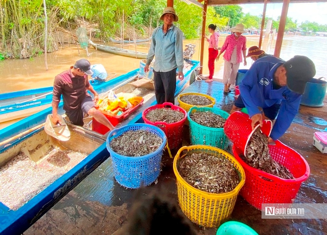 Chờ mùa nước nổi, nét độc đáo của vùng sông nước miền Tây Nam Bộ- Ảnh 3.