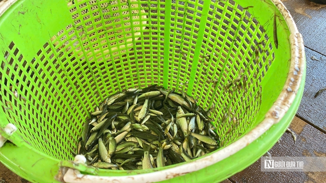 Chờ mùa nước nổi, nét độc đáo của vùng sông nước miền Tây Nam Bộ- Ảnh 4.