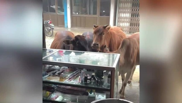 Phát hiện đàn bò đứng trước quán, chủ cửa hàng có hành động bất ngờ - Ảnh 1. Phát hiện đàn bò đứng trước quán, chủ cửa hàng có hành động bất ngờ - Ảnh 1.