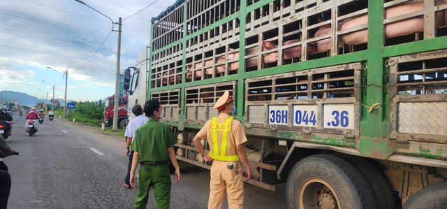 Gia Lai: Tiêu hủy toàn bộ số heo trên xe tải do nghi ngờ nhiễm dịch bệnh- Ảnh 2.