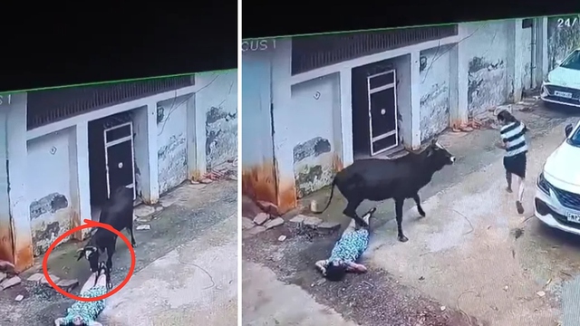 Bò đực bất ngờ nổi điên, tấn công 3 người trong một gia đình - Ảnh 1.