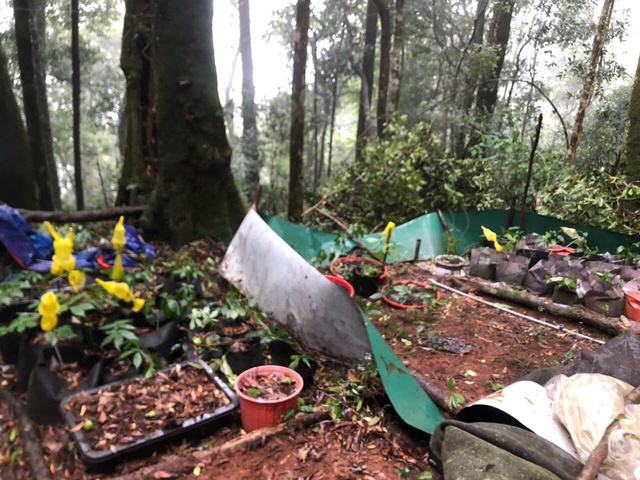 Mưa gió càn quét "thủ phủ" Sâm Ngọc Linh, chủ vườn thiệt hại nặng nề- Ảnh 1. Mưa gió càn quét "thủ phủ" Sâm Ngọc Linh, chủ vườn thiệt hại nặng nề- Ảnh 1.