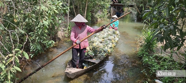 Cây khóm “vàng xanh” trên đất phèn, mở hướng phát triển bền vững vùng ĐBSCL - Ảnh 1.