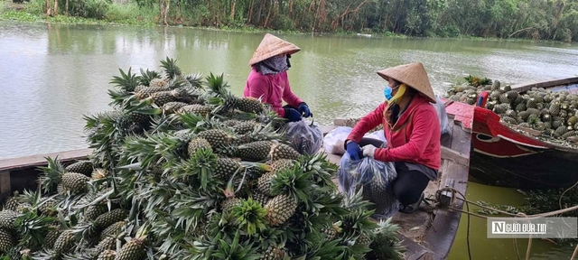 Cây khóm “vàng xanh” trên đất phèn, mở hướng phát triển bền vững vùng ĐBSCL - Ảnh 2.