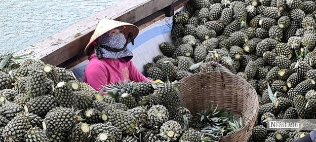 Cây khóm “vàng xanh” trên đất phèn, mở hướng phát triển bền vững vùng ĐBSCL - Ảnh 3.