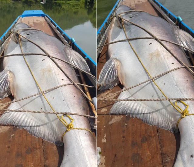Ngư dân bắt được cá tra dầu khổng lồ nặng 105kg trên sông - Ảnh 1.
