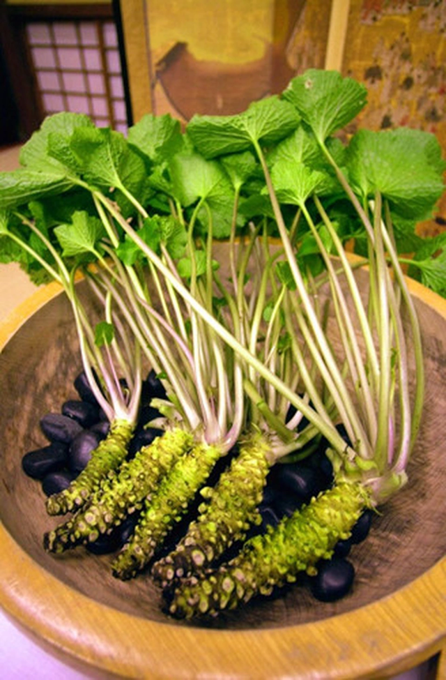Loại củ đắt đỏ bậc nhất thế giới giá 6 triệu đồng/ kg, Việt Nam cũng có người trồng - Ảnh 2.