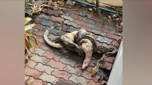 Nhìn ra vườn, người phụ nữ chứng kiến cảnh tượng hãi hùng- Ảnh 1. Nhìn ra vườn, người phụ nữ chứng kiến cảnh tượng hãi hùng- Ảnh 1.