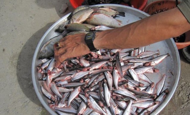 Thứ nghe tên "lạnh gáy" xưa không ai ăn, nay thành đặc sản dân phố thích mê, 200.000 đồng/kg - Ảnh 2.