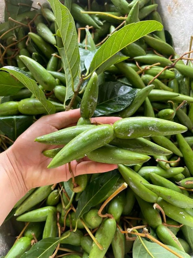 Loài cây dại "xấu xí" trước cho không ai lấy, nay đi nhặt quả bán gần 100.000 đồng/kg - Ảnh 1.